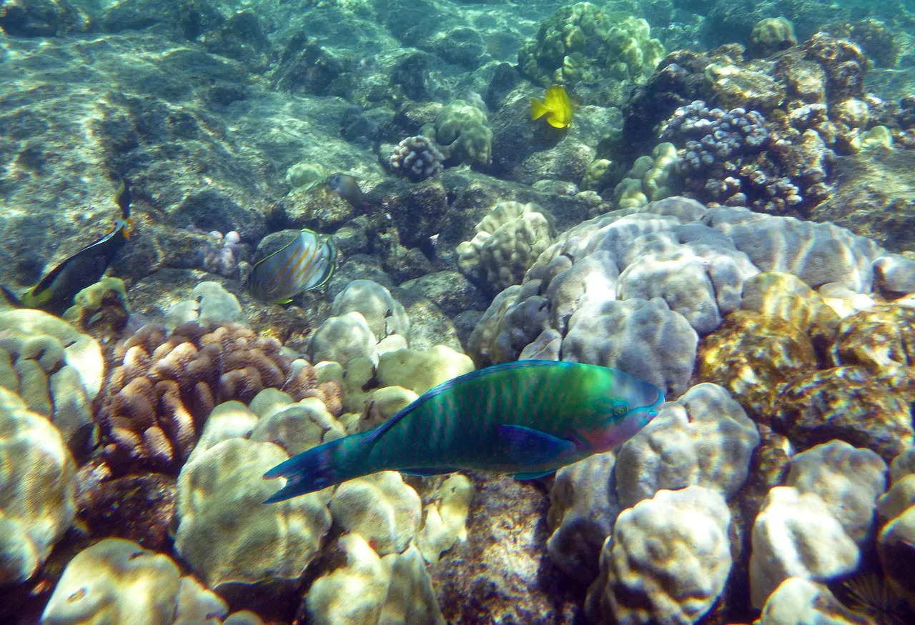 rainbow fish, ocean, sea, fish, rainbow, marine, underwater, colorful, color, nature, tropical, shallow, water, hawaii